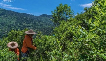 很快，这30棵明末种植下的武夷菜茶老树，成为了整个红茶圈目光与镜头的聚集点所在！