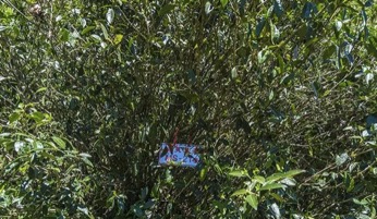 这30棵红茶王老树还有个与众不同的特点，那就是它的根系特别的发达，根系的深度往往能超过树冠