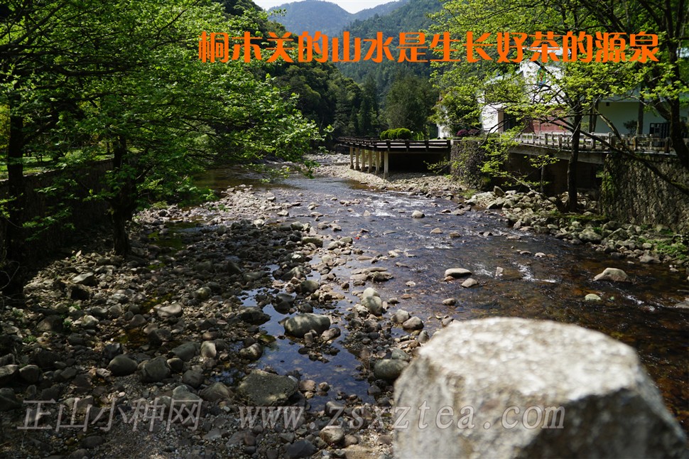 桐木关正山小种野茶干茶特写