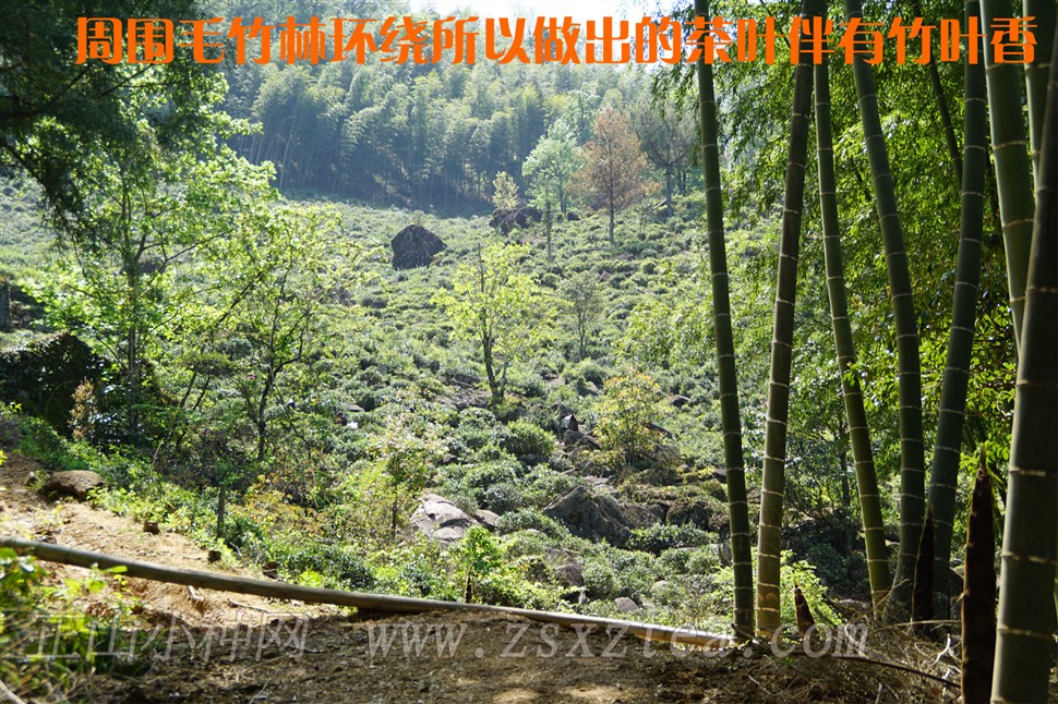 桐木关正山小种野茶生长环境