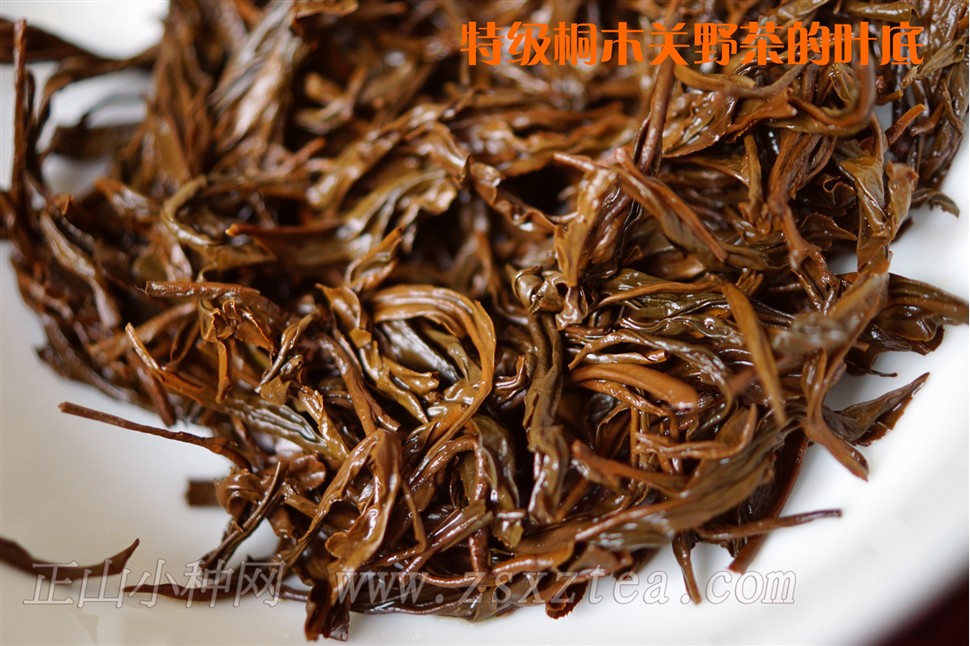 桐木关特级正山小种野茶干茶特写