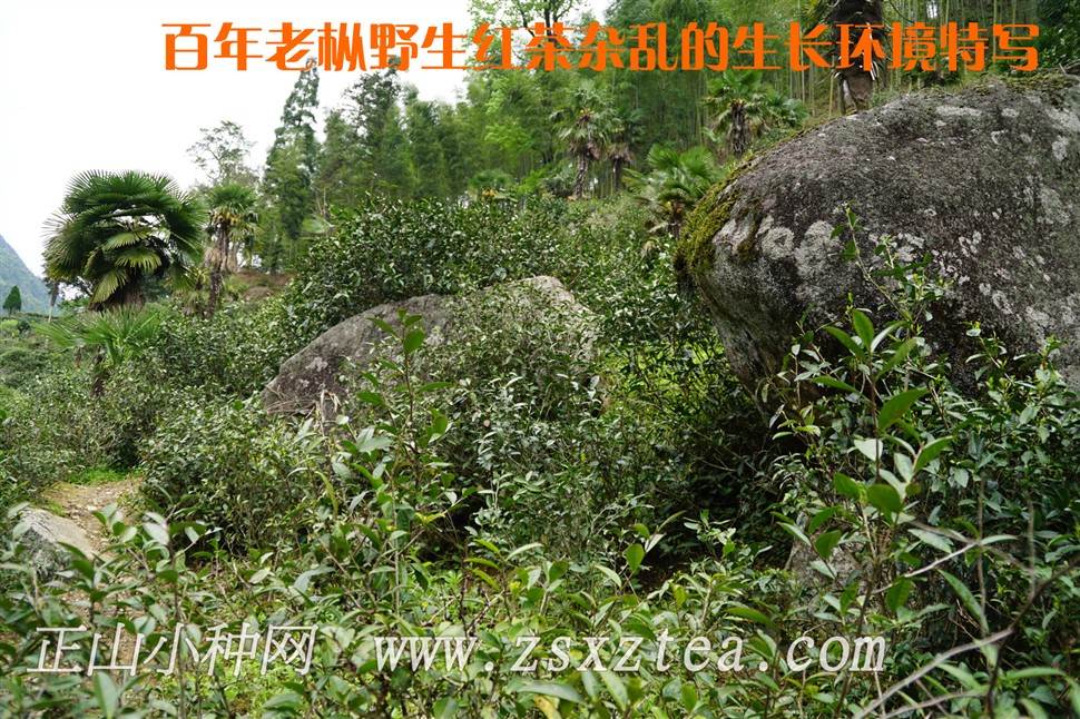 桐木关百年老枞野生红茶生长环境