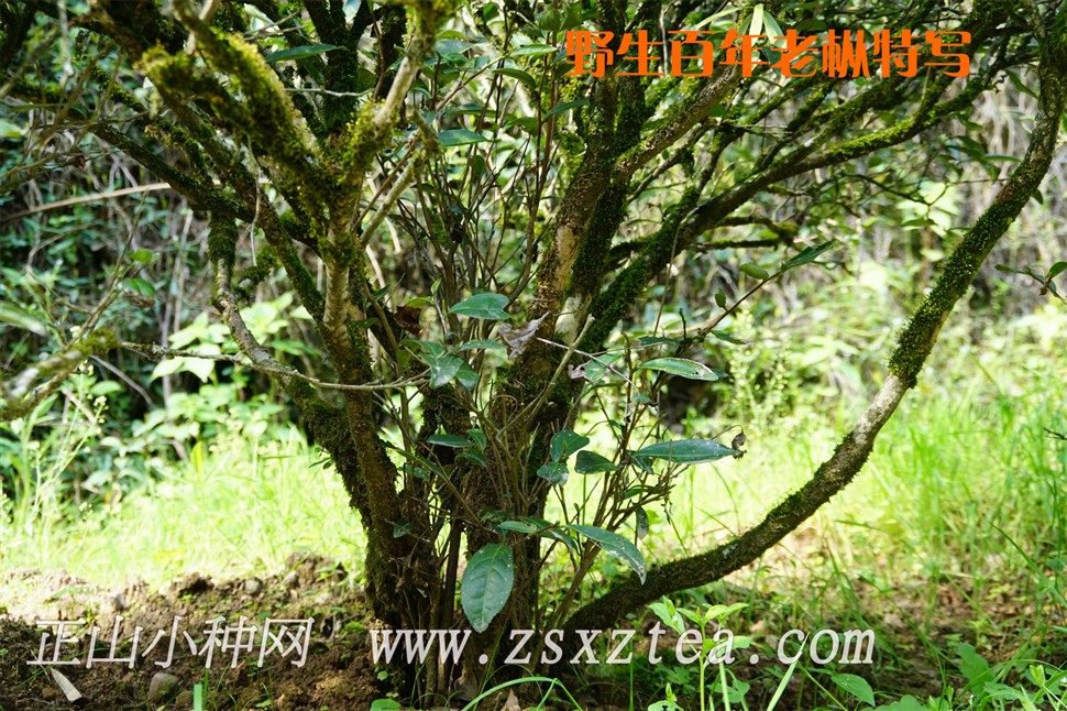 桐木关百年老枞野生红茶水中叶底