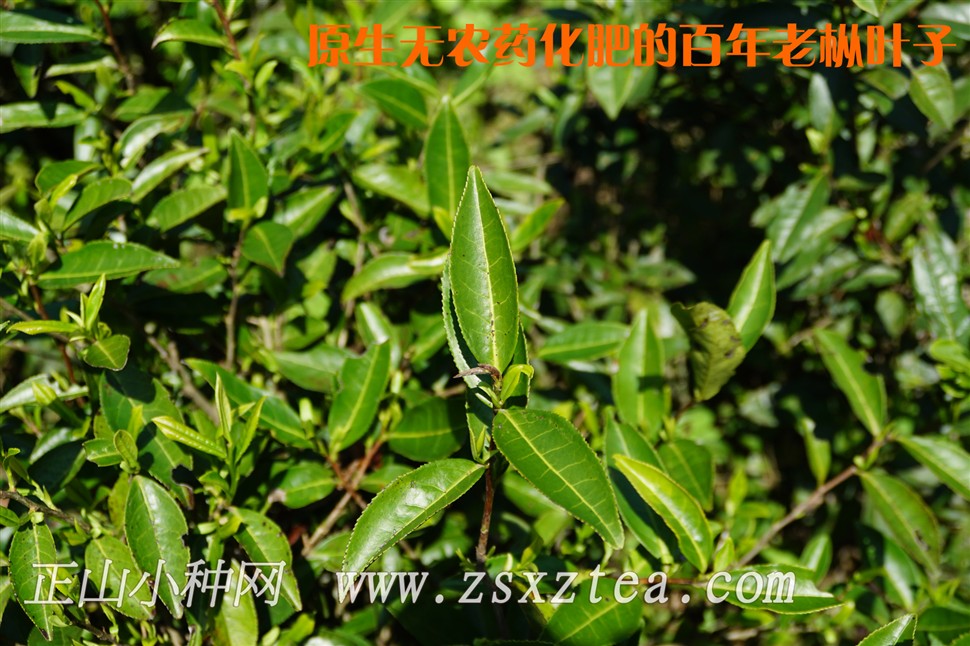 桐木关百年老枞野生红茶叶底