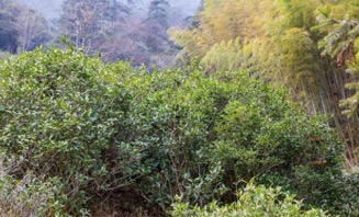 每年的秋季进行人工挖山除草，这有效地提高了茶树生长的土壤环境。
