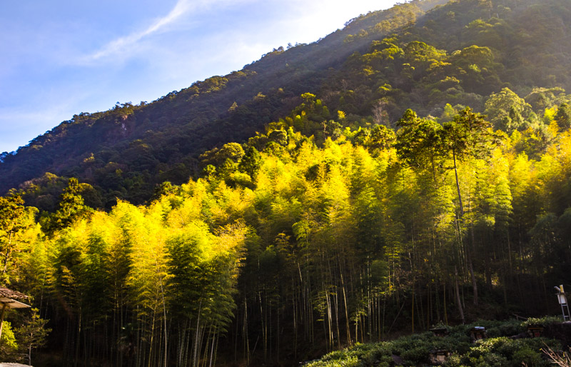 这30棵红茶王老树，位于武夷山市桐木村麻粟自然村麻粟岭四方块，海拔约1392米，属于麻粟具有典型特征的茶山。