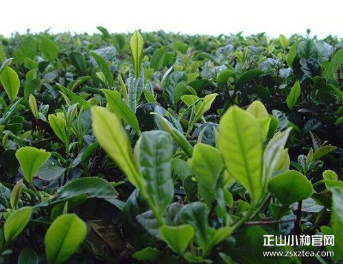 正山小种红茶的品种