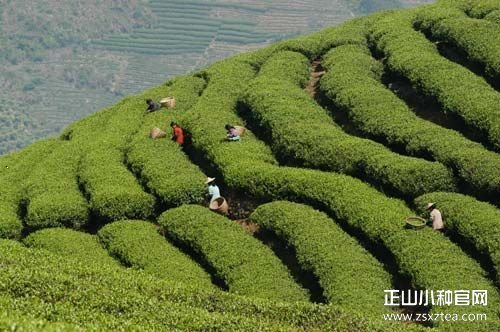 正山小种红茶的优劣分辨