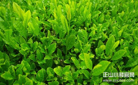 知道正山小种这种红茶吗