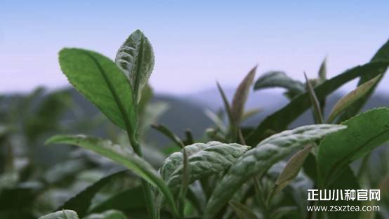 茶树